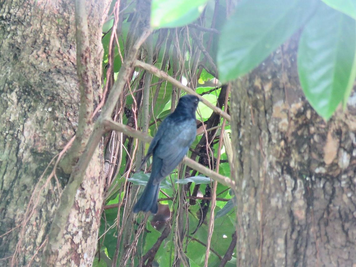 Square-Tailed Drongo-Cuckoo - Surniculus lugubris                                 Bird,Cuckoo,Drongo,Malaysia,Penang,Square-Tailed Drongo-Cuckoo,Surniculus lugubris