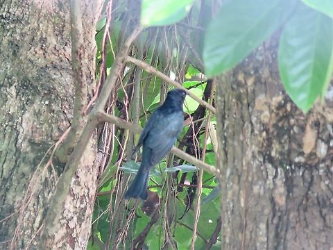 Square-Tailed Drongo-Cuckoo - Surniculus lugubris                                 Bird,Cuckoo,Drongo,Malaysia,Penang,Square-Tailed Drongo-Cuckoo,Surniculus lugubris