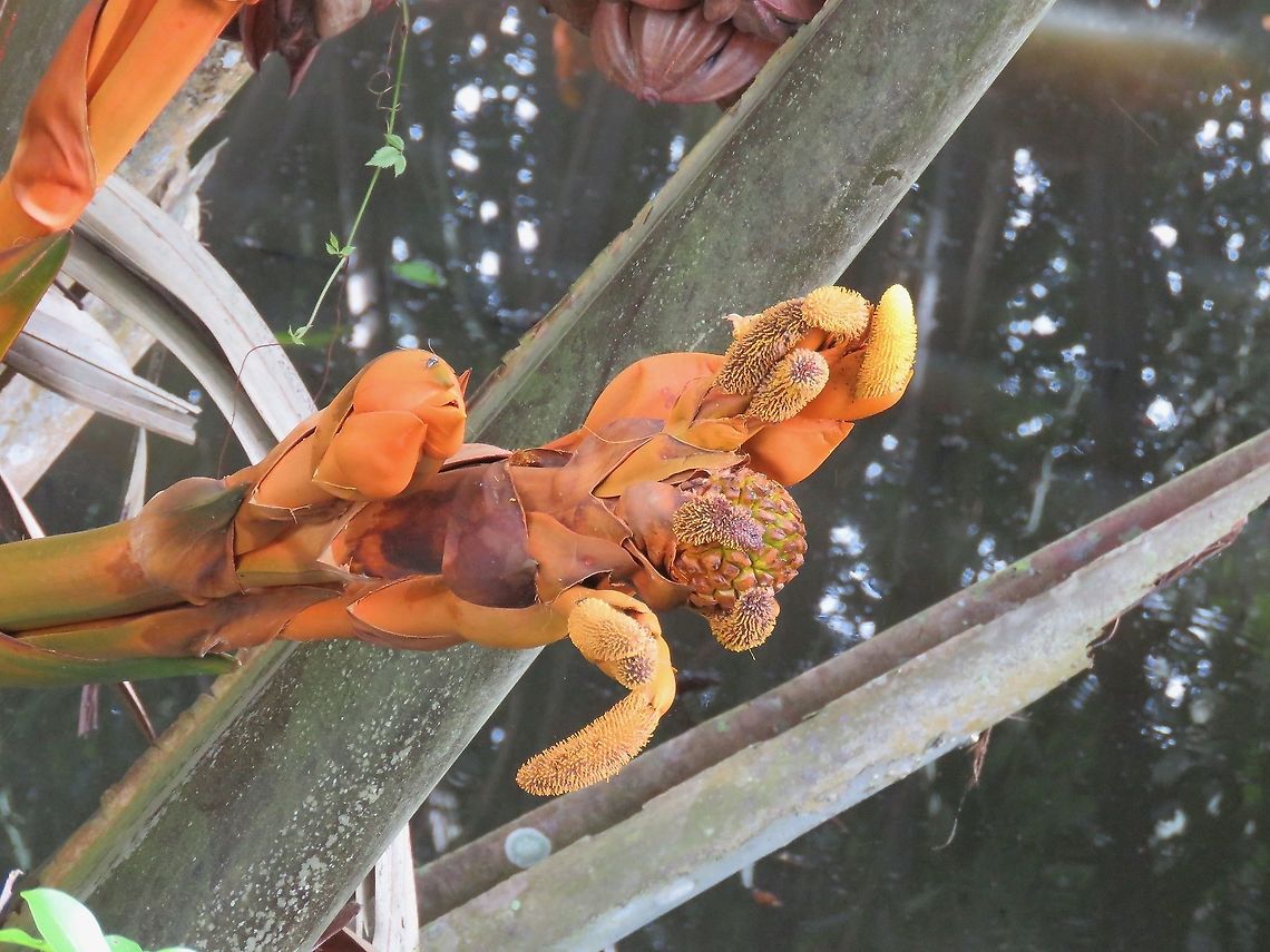 Mangrove Palm - Nypa fruticans Flowers of Mangrove Palm Flowers,Malaysia,Mangrove Palm,Nipa Palm,Nypa fruticans,Palm,Penang,Plant