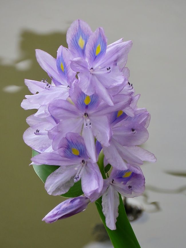 Pretty invasion                                 Common Water Hyacinth,Malaysia,Penang,Pontederia crassipes,Water Hyacinth