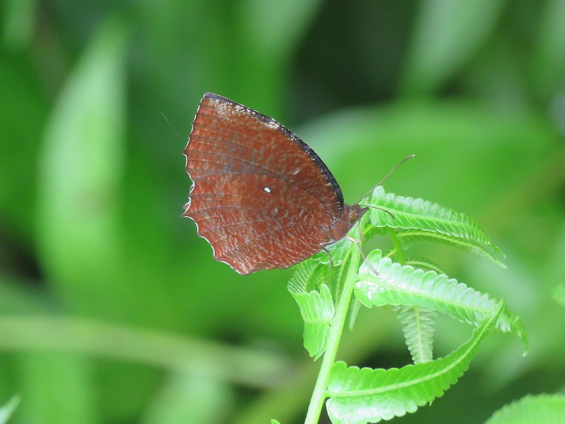 Common Palmfly - Elymnias hypermnestra  Butterfly,Common Palmfly,Elymnias hypermnestra,Malaysia,Palmfly,Penang