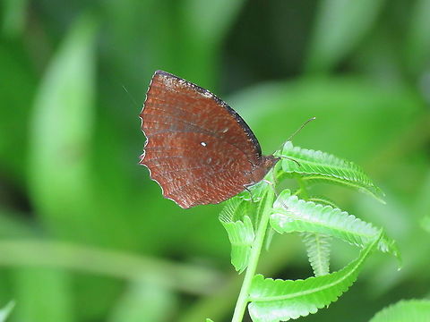 Common Palmfly - Elymnias hypermnestra  Butterfly,Common Palmfly,Elymnias hypermnestra,Malaysia,Palmfly,Penang
