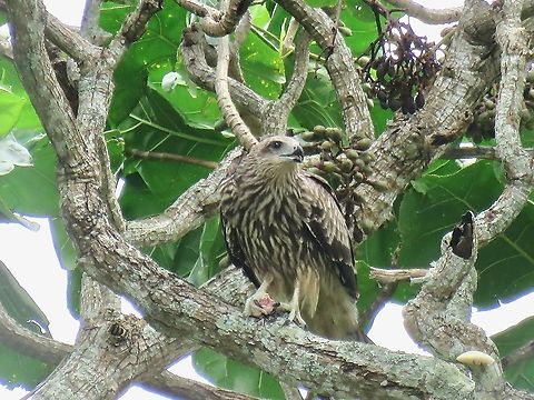 Fish Meal Black Kite - Milvus migrans having a fish meal                                Bird,Black Kite,Kite,Malaysia,Milvus migrans,Penang