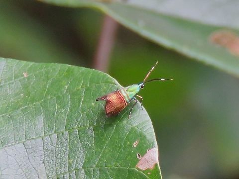 Metalmark Moth - Saptha beryllitis                                 Malaysia,Metalmark Moth,Moth,Penang,Saptha beryllitis