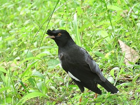 Crested Myna - Acridotheres cristatellus Acridotheres cristatellus,Bird,Crested Myna,Malaysia,Myna,Penang