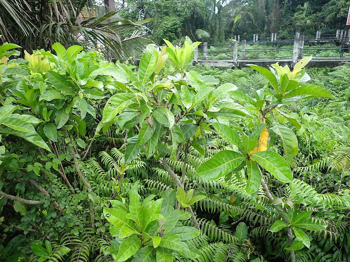 River Putat - Barringtonia conoidea  Barringtonia conoidea,Malaysia,Mangrove,Penang,Plant,Putat Air,River Putat