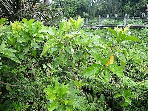 Barringtonia conoidea