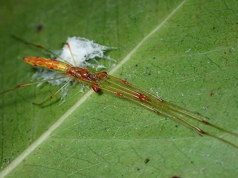 Long-Jawed Orbweaver Spider - Tetragnatha hasselti  Long-Jawed Orbweaver Spider,Malaysia,Orbweaver Spider,Penang,Spider,Tetragnatha hasselti