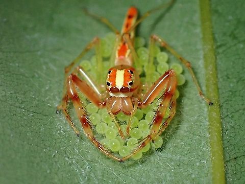 This Eggs are Mine!  Jumping Spider,Malaysia,Penang,Spider,Viciria pavesii,Viciria praemandibularis