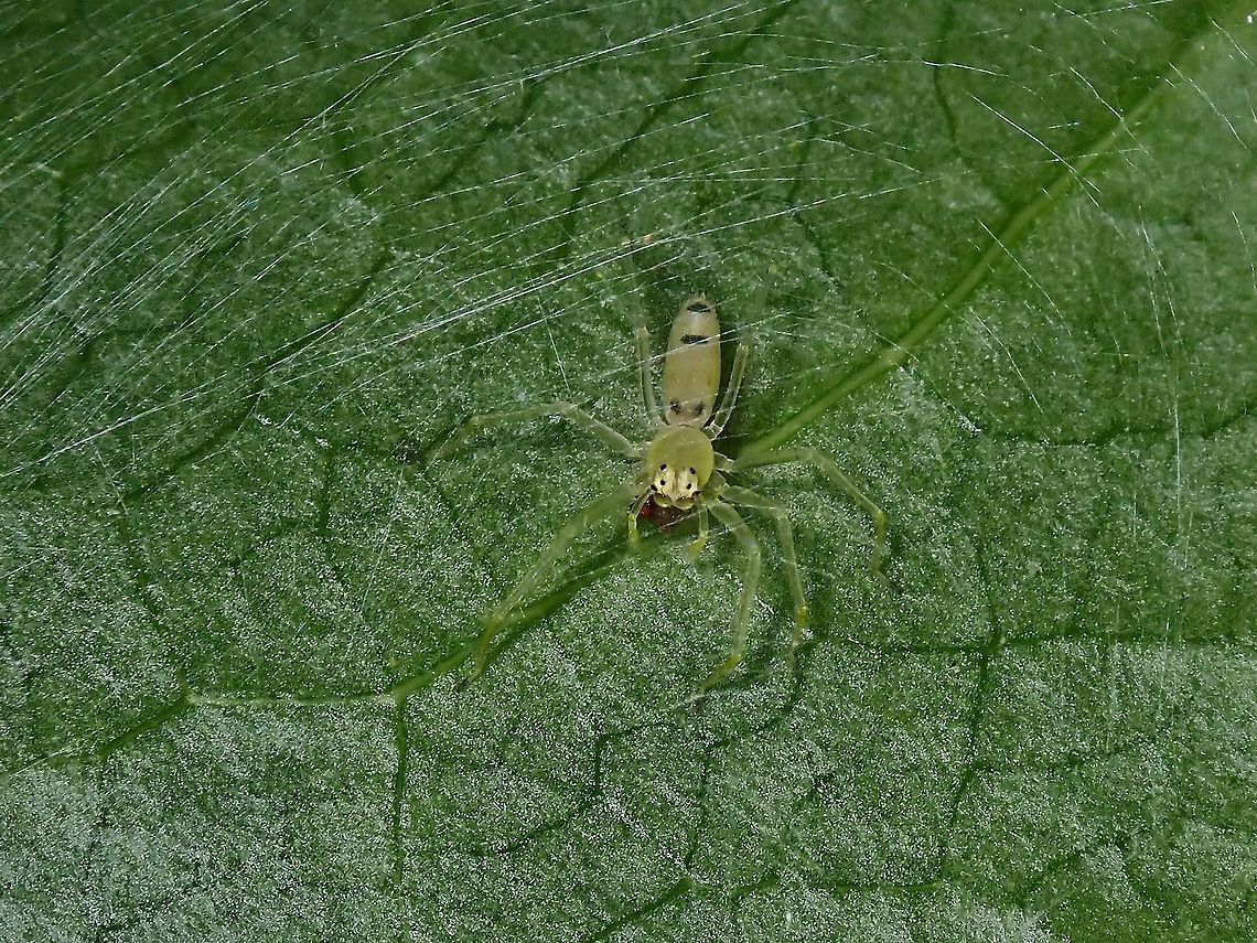Jumping Spider - Asemonea tenuipes  Asemonea tenuipes,Jumping Spider,Malaysia,Penang,Spider