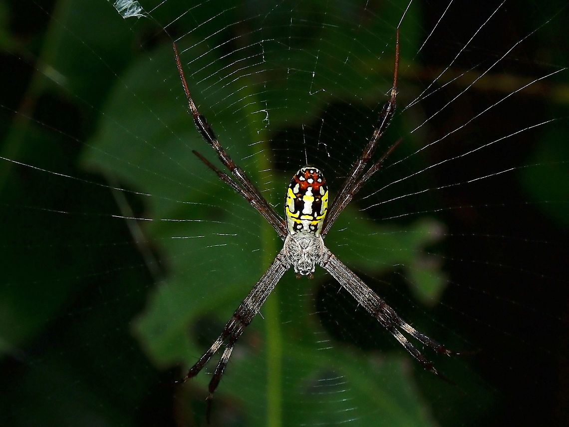 Dang's Cross Spider - Argiope dang  Argiope dang,Dang's Cross Spider,Malaysia,Orbweaver Spider,Penang,Spider