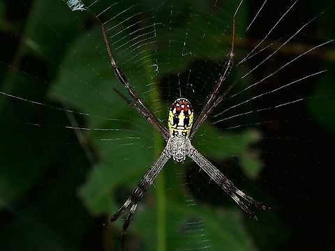 Dang's Cross Spider