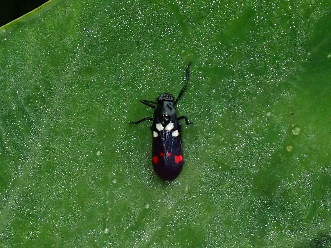 Sugarcane Spittlebug - Callitettix versicolor  Callitettix versicolor,Malaysia,Penang,Spittlebug,Sugarcane Spittlebug