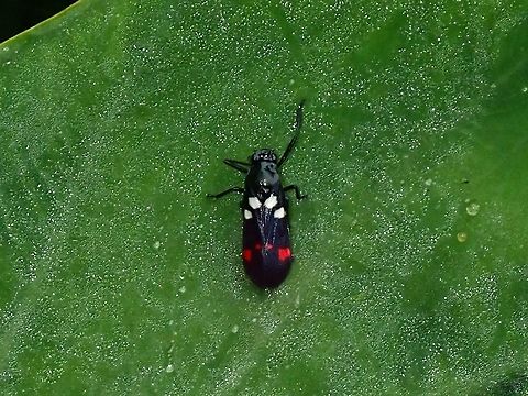 Sugarcane Spittlebug - Callitettix versicolor  Callitettix versicolor,Malaysia,Penang,Spittlebug,Sugarcane Spittlebug