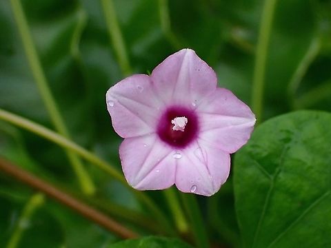 Littlebell - Ipomoea triloba  Aiea morning glory,Flowers,Ipomoea triloba,Littlebell,Malaysia,Penang