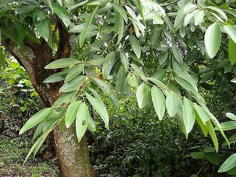 Wild Cinnamon - Cinnamomum iners  Cinnamomum iners,Cinnamon,Malaysia,Penang,Plant,Wild Cinnamon