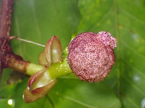 Flowers - Poikilospermum suaveolens  Flowers,Malaysia,Penang,Plant,Poikilospermum suaveolens