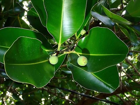 Laurel - Calophyllum inophyllum  Calophyllum inophyllum,Flowers,Fruit,Laurel,Malaysia,Penang,Plant