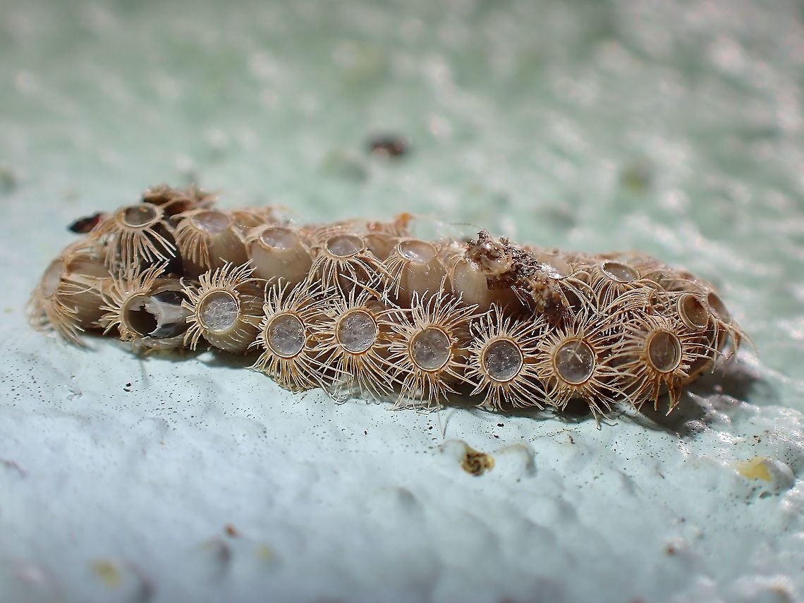 Intricate Egg! Egg cluster of Phasmid/Stick Insect - Trachythorax maculicollis.<br />
Strangely, this species seems to like to lay their eggs on the walls of the building as I saw at least 4 clusters of them, the others already hatched. Malaysia,Penang,Phasmatodea,Phasmid,Phasmida,Stick Insect,Trachythorax maculicollis
