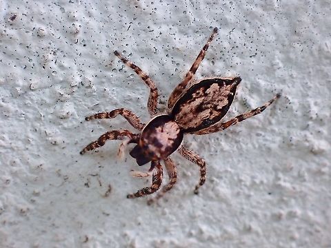 Gray Wall Jumping Spider - Menemerus bivittatus  Gray Wall Jumper,Jumping Spider,Malaysia,Menemerus bivittatus,Penang,Spider