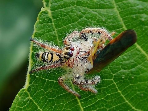 Hopper-Meal! Jumping Spider - Hyllus diardi enjoying a meal of a Sharpshooter/Leafhopper. Hyllus diardi,Jumping Spider,Malaysia,Penang,Spider