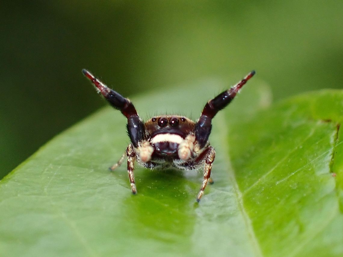 Jumping Spider - Rhene rubrigera  Jumping Spider,Malaysia,Penang,Rhene rubrigera,Spider