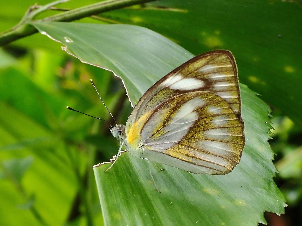 Striped Albatross - Appias libythea  Appias libythea,Butterfly,Malaysia,Penang,Striped Albatross