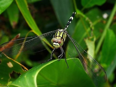 Green Marsh Hawk - Orthetrum sabina  Dragonfly,Green Marsh Hawk,Malaysia,Orthetrum sabina,Penang