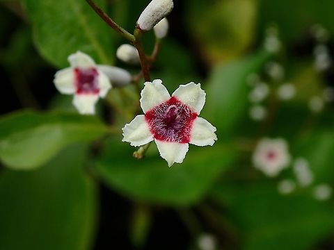 Skunk Vine - Paederia foetida Flowers,Malaysia,Paederia foetida,Penang,Plant,Skunk Vine,Skunkvine