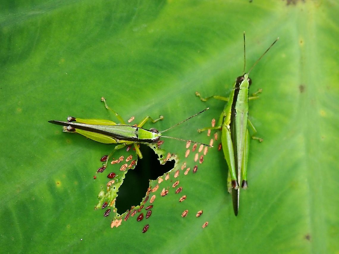 Common Gesonula - Gesonula mundata  Common Gesonula,Gesonula mundata,Grasshopper,Malaysia,Penang