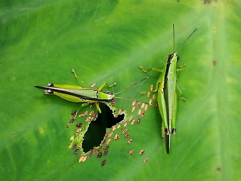 Common Gesonula - Gesonula mundata  Common Gesonula,Gesonula mundata,Grasshopper,Malaysia,Penang