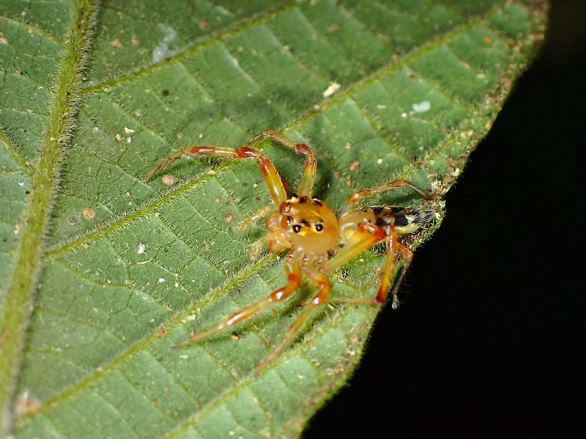 Jumping Spider - Parabathippus shelfordi  Jumping Spider,Malaysia,Parabathippus shelfordi,Penang,Spider