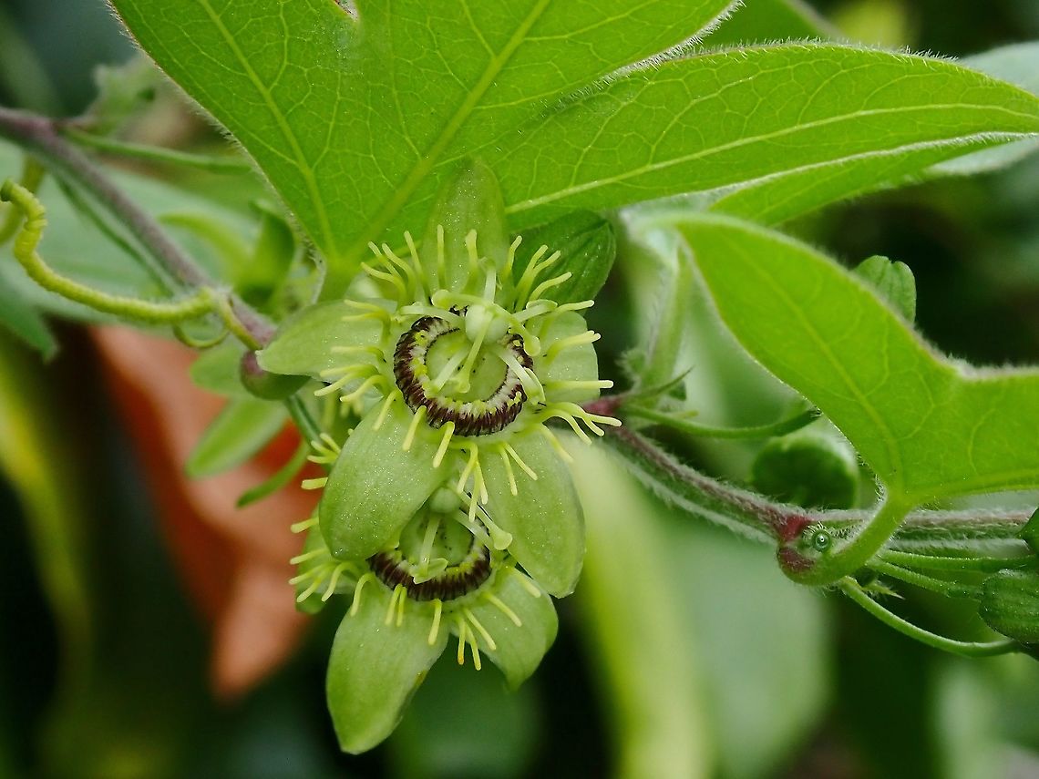 Passion Flowers - Passiflora suberosa  Flowers,Malaysia,Passiflora suberosa,Passion Flower,Penang