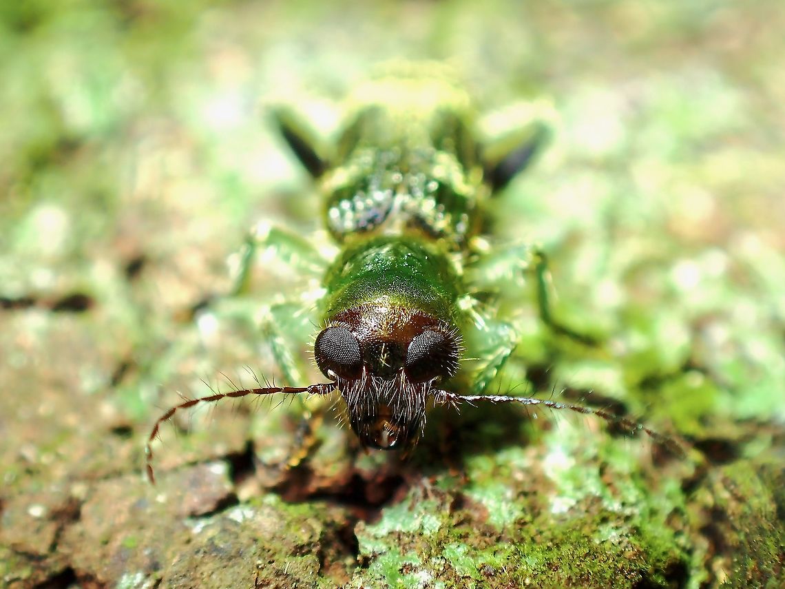 Checkered Beetle - Omadius sp. A gorgeous small sized Checkered Beetle, with hairy eyes!<br />
<br />
Species possibly new to science. Beetle,Checkered Beetle,Malaysia,Omadius,Omadius sp.,Penang