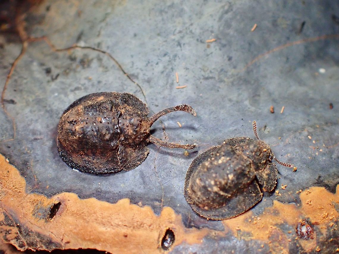 Only Males are Samurai! Males of this Darkling Beetles have larger antennae, shaped of which, together with his head, makes him looks like a Samurai, hence the nickname - Samurai Beetle.  Females have regular size/looking antennae. Beetle,Byrsax,Byrsax sp.,Darkling Beetle,Malaysia,Penang
