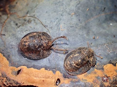 Only Males are Samurai! Males of this Darkling Beetles have larger antennae, shaped of which, together with his head, makes him looks like a Samurai, hence the nickname - Samurai Beetle.  Females have regular size/looking antennae. Beetle,Byrsax,Byrsax sp.,Darkling Beetle,Malaysia,Penang