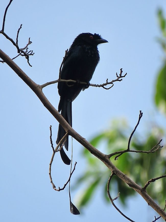 Greater Racket-Tailed Drongo - Dicrurus paradiseus                                 Bird,Dicrurus paradiseus,Drongo,Greater racket-Tailed Drongo,Malaysia,Penang