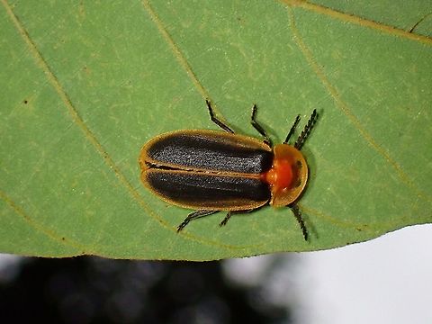 Firefly - Pyrocoelia analis Male Firefly as female of the species retain her larval form.

Female of this species can be seen here :

https://www.jungledragon.com/image/125001/firefly_glow.html Beetle,Firefly,Malaysia,Penang,Pyrocoelia analis