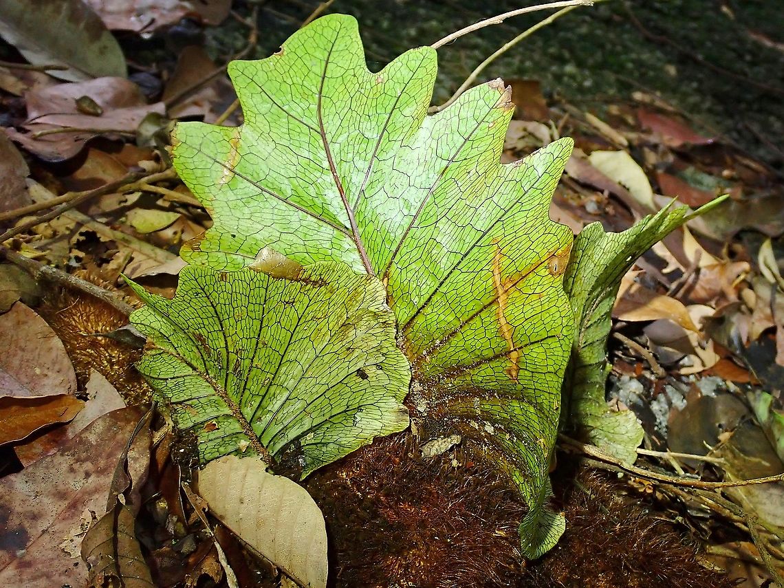 Oakleaf Fern - Drynaria quercifolia  Aglaomorpha  quercifolia,Fern,Malaysia,Oakleaf Fern,Penang