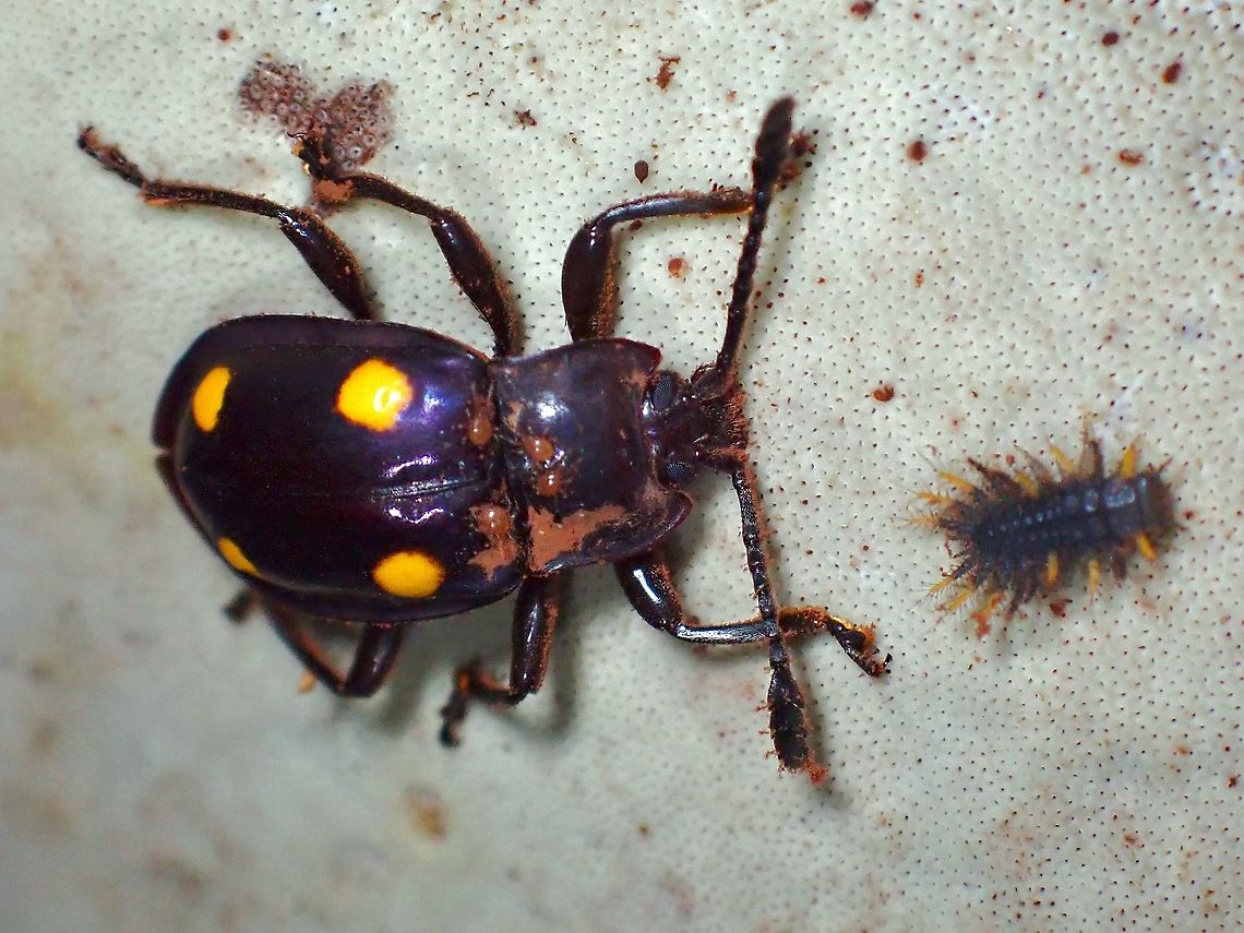 Handsome Fungus Beetle - Eumorphus tetraspilotus  Beetle,Eumorphus tetraspilotus,Fungus Beetle,Handsome Fungus Beetle,Malaysia,Penang