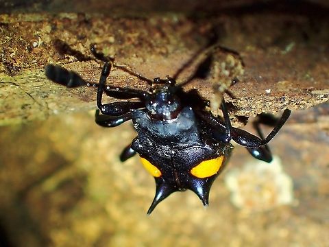 Handsome Fungus Beetle - Spathomeles turritus  Beetle,Fungus Beetle,Handsome Fungus Beetle,Malaysia,Penang,Spathomeles turritus
