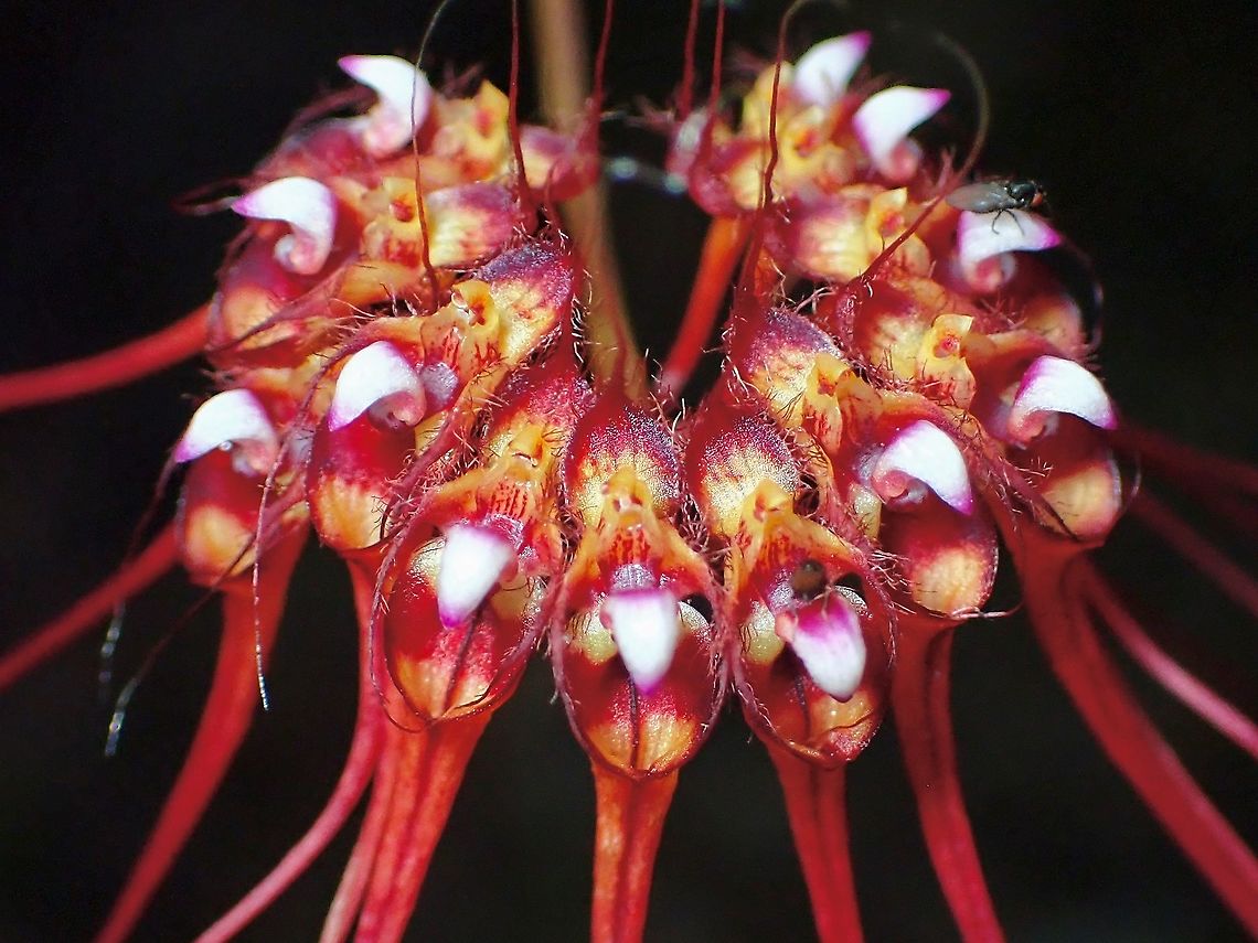 Tiny Flies on Orchids This Bulbophyllum gracillimum Orchids are small in size and I didn&#039;t noticed the tiny flies on it when taking pics.  The Flies are probably their pollinators.<br />
<br />
Bulbophyllum gracillimum blooms seasonaly, from October to February. Bulbophyllum gracillimum,Flowerrs,Malaysia,Orchid,Penang
