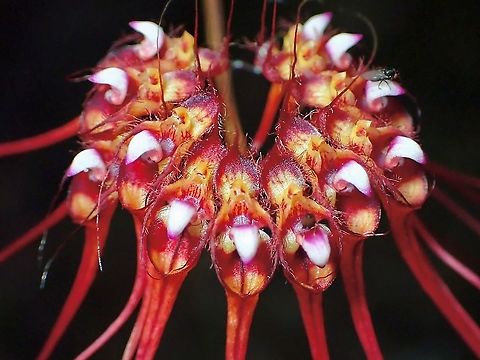 Tiny Flies on Orchids This Bulbophyllum gracillimum Orchids are small in size and I didn't noticed the tiny flies on it when taking pics.  The Flies are probably their pollinators.

Bulbophyllum gracillimum blooms seasonaly, from October to February. Bulbophyllum gracillimum,Flowerrs,Malaysia,Orchid,Penang