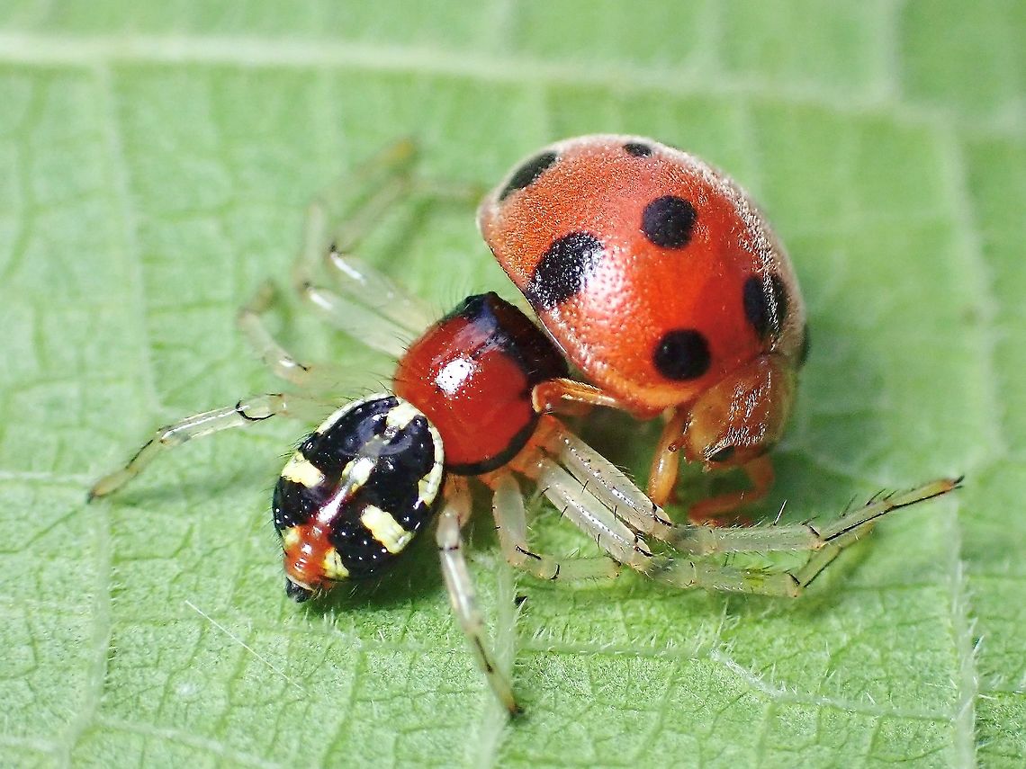 Lifting Lady Beetle? This is a fairly common Crab Spider, but I have been looking out for them for more than a year after knowing they can be found at my current location.<br />
<br />
Finally see them today, total of 3 and the 3rd one with a Lady Beetle for a meal. Camaricus maugei,Crab Spider,Flat Abdomen Crab Spider,Malaysia,Penang,Spider