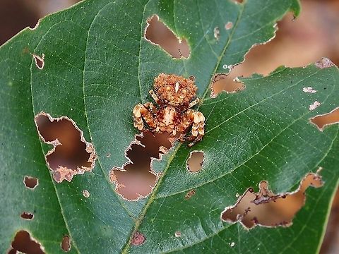 Bird's Dung Crab Spider - Phrynarachne tuberosa This Crab Spiders are very good at mimicking bird's poo/dung! Bird Dung's Crab Spider,Crab Spider,Malaysia,Penang,Phrynarachne tuberosa,Spider