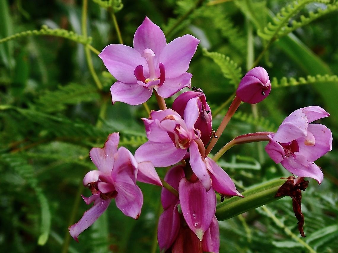 Philippine Ground Orchid - Spathoglottis plicata  Ground Orchid,Malaysia,Orchid,Penang,Philippine Ground Orchid,Spathoglottis plicata
