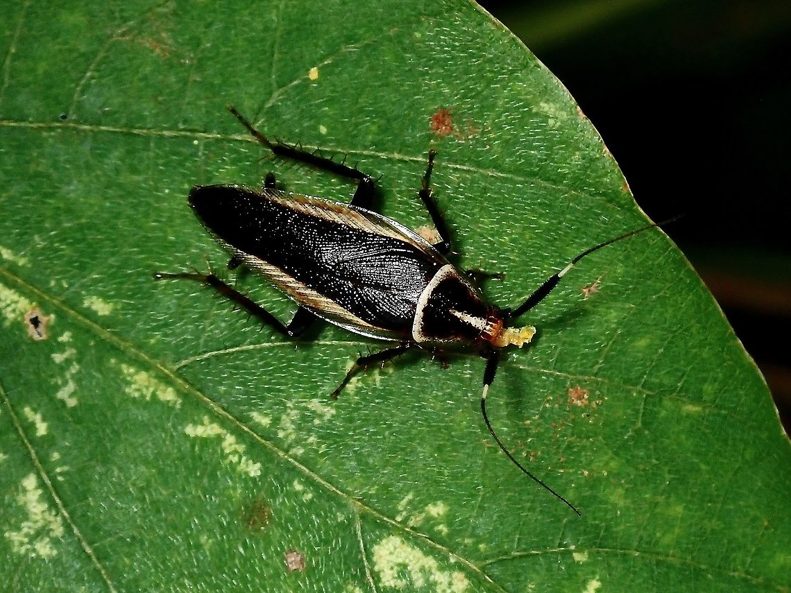 Wood Cockroach - Hemithyrsocera histrio  Cockroach,Hemithyrsocera histrio,Malaysia,Penang,Wood Cockroach