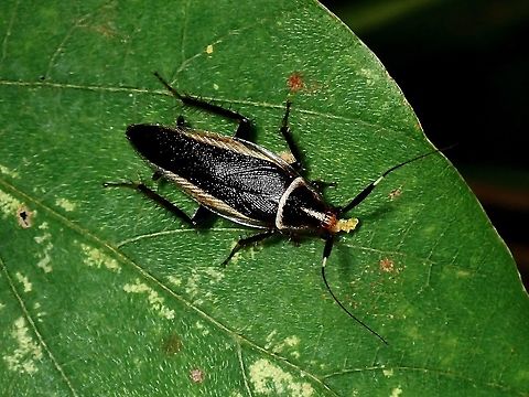 Wood Cockroach - Hemithyrsocera histrio  Cockroach,Hemithyrsocera histrio,Malaysia,Penang,Wood Cockroach