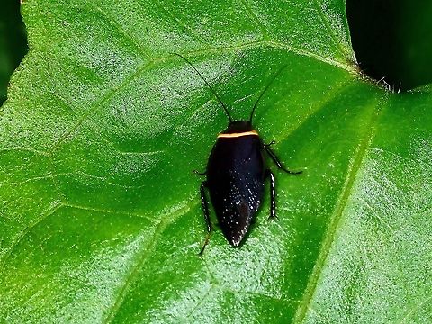 Pallid Sun Roach - Hemithyrsocera palliata  Cockroach,Hemithyrsocera palliata,Malaysia,Pallid Sun Roach,Penang,Wood Cockroach