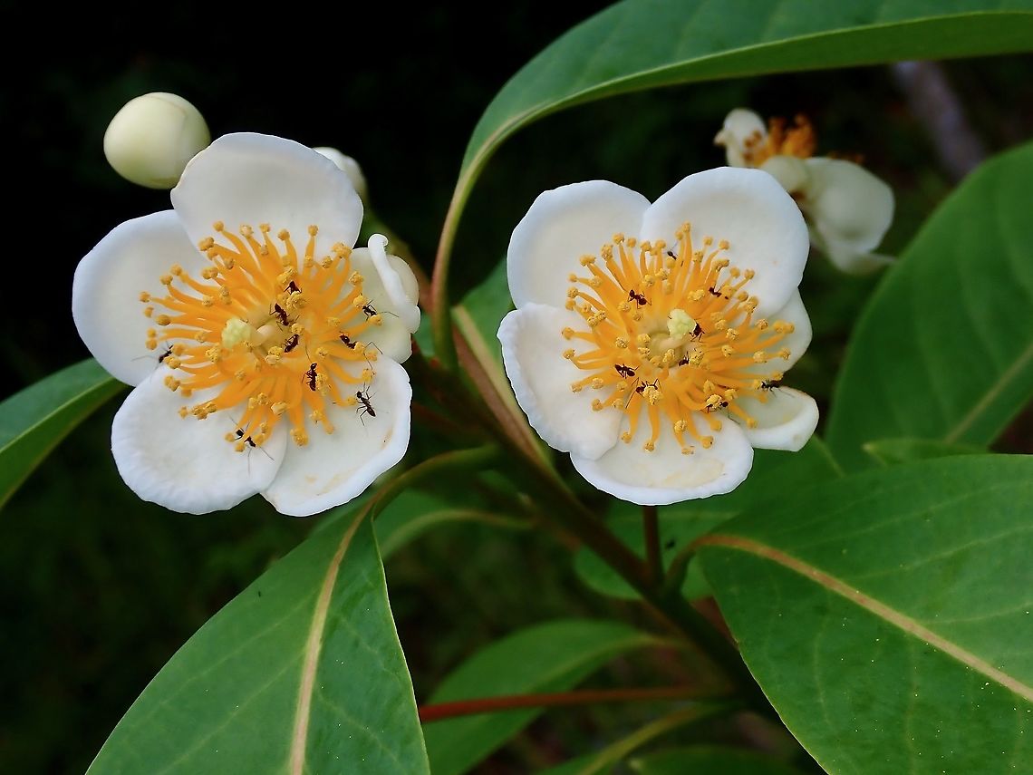 Flowers - Schima wallichii  Flowers,Malaysia,Penang,Schima wallichii